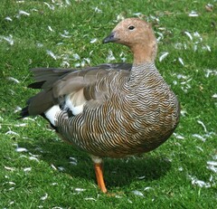 Chloephaga rubidiceps