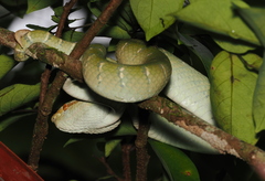Tropidolaemus subannulatus