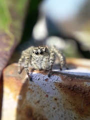 Philaeus chrysops