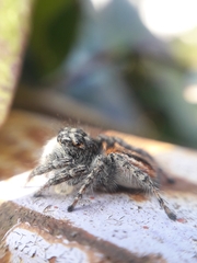 Philaeus chrysops