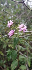 Lantana fucata
