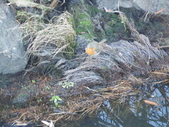 Erithacus rubecula rubecula