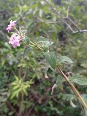 Lantana fucata