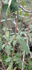 Lantana fucata