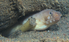 Gymnothorax zonipectis