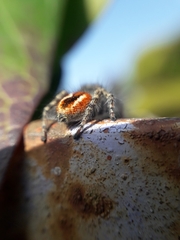 Philaeus chrysops