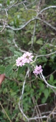 Lantana fucata