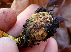 Tolypocladium longisegmentatum