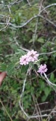 Lantana fucata