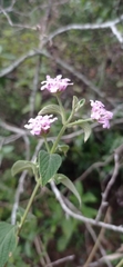 Lantana fucata