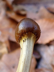 Tolypocladium longisegmentatum