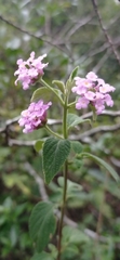 Lantana fucata