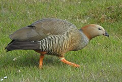 Chloephaga rubidiceps