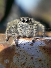 Philaeus chrysops