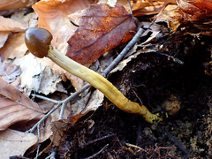 Tolypocladium longisegmentatum