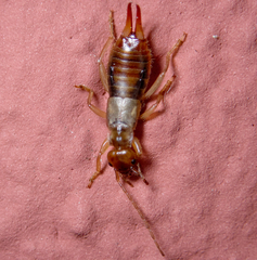 Apterygida albipennis