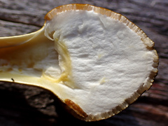 Tolypocladium longisegmentatum