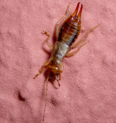 Apterygida albipennis