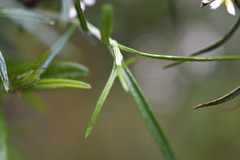 Ozothamnus thyrsoideus