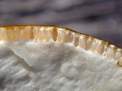 Tolypocladium longisegmentatum