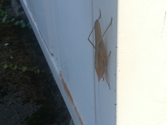 Euconocephalus varius