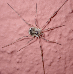 Oligolophus hanseni