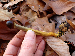 Tolypocladium longisegmentatum