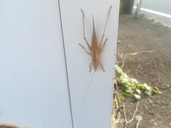 Euconocephalus varius