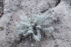 Artemisia longifolia