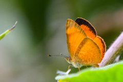 Tegosa anieta