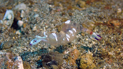 Ancylomenes magnificus