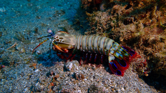 Odontodactylus scyllarus