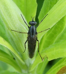 Ozodiceromyia