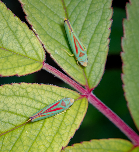 Rhododendron Leafhopper, photo 6 of 8