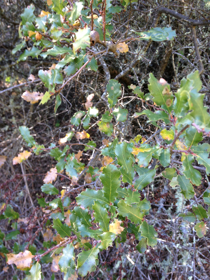 California scrub oak from 95404, Healdsburg, California, US on February