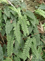Adiantum diaphanum