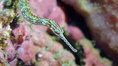 Corythoichthys haematopterus