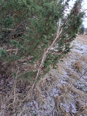 Turritis glabra