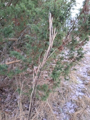 Turritis glabra