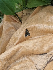 Callimorpha dominula