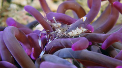 Ancylomenes holthuisi