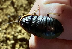 Euzosteria subreflexa