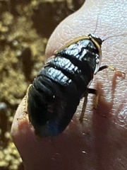 Euzosteria subreflexa