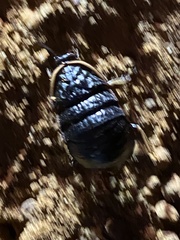 Euzosteria subreflexa