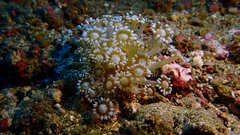 Goniopora albiconus
