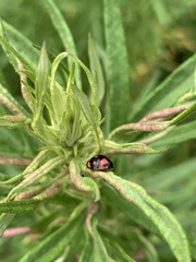Cheilomenes sexmaculata