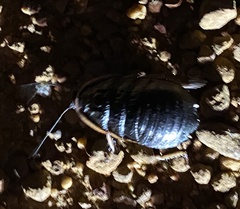 Euzosteria subreflexa