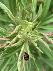 Cheilomenes sexmaculata
