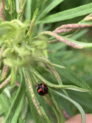 Cheilomenes sexmaculata