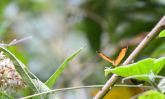 Tegosa anieta